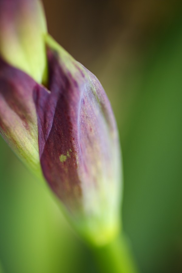 Purple Iris The Stem by Joy Watson